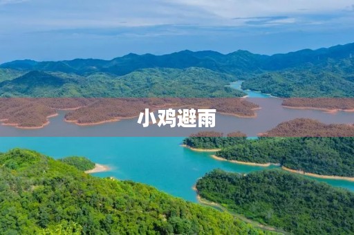 小鸡避雨