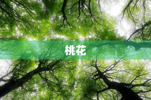 桃花