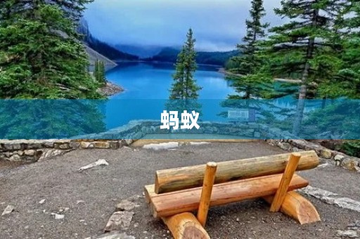 蚂蚁 蚂蚁