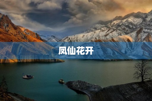 凤仙花开 凤仙花开