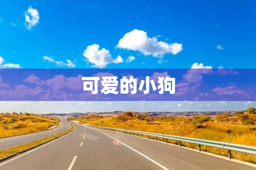 可爱的小狗