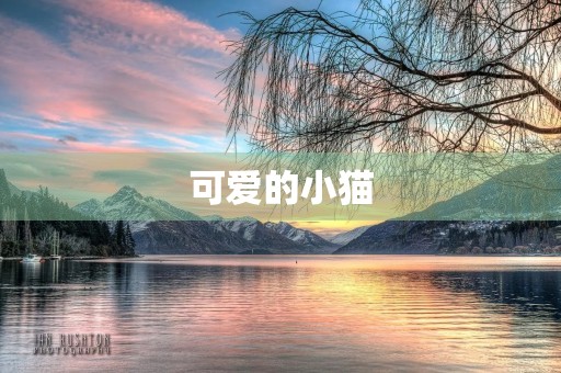 可爱的小猫