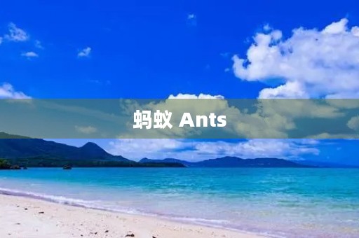 蚂蚁 Ants
