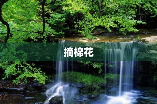 摘棉花 摘棉花