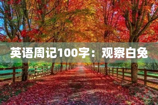英语周记100字：观察白兔