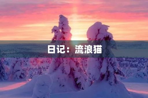 日记:流浪猫 日记:流浪猫