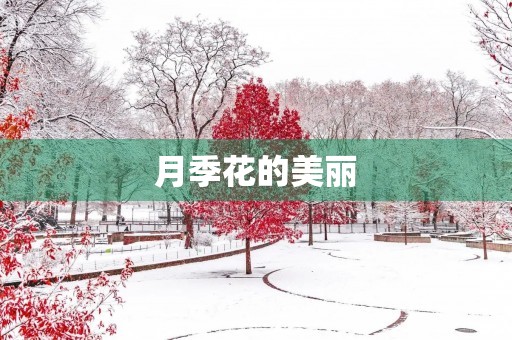 月季花的美丽
