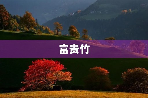 富贵竹 富贵竹