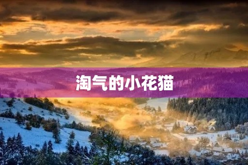 淘气的小花猫