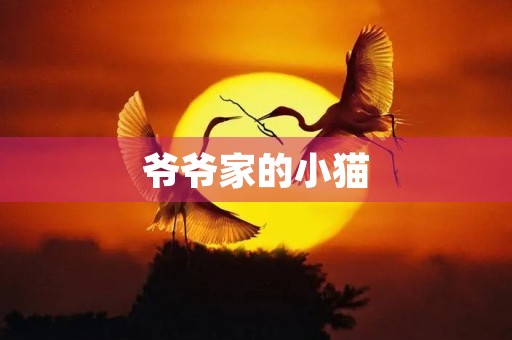 爷爷家的小猫 爷爷家的小猫