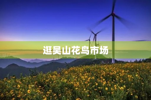 逛吴山花鸟市场 逛吴山花鸟市场