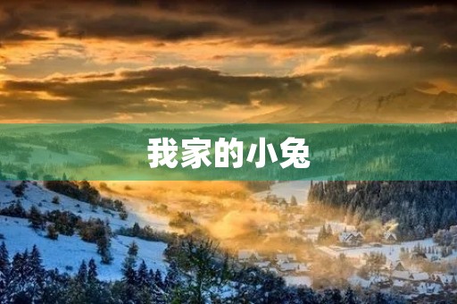 我家的小兔 我家的小兔