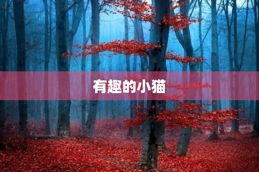 有趣的小猫 有趣的小猫