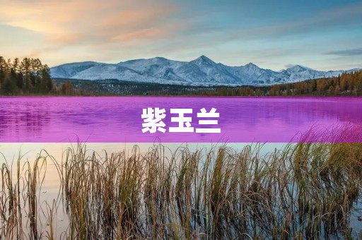 紫玉兰