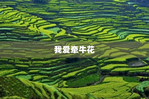 我爱牵牛花