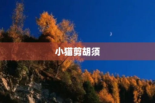 小猫剪胡须 小猫剪胡须