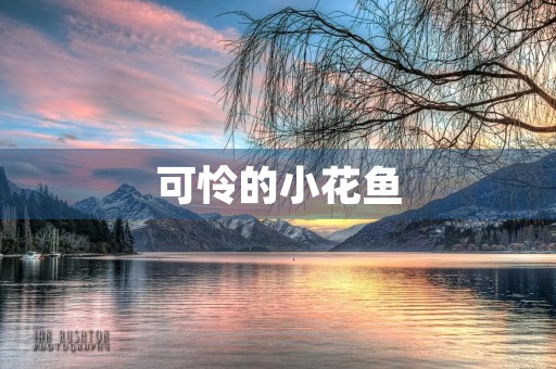 可怜的小花鱼 可怜的小花鱼