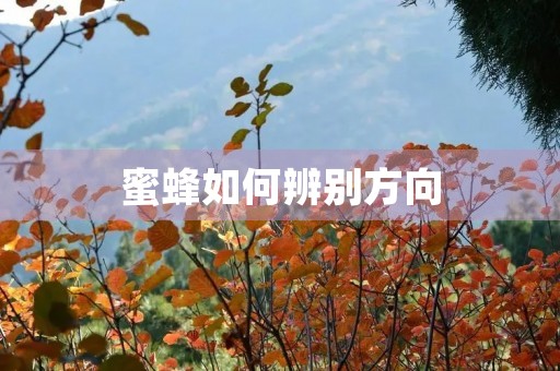 蜜蜂如何辨别方向 蜜蜂如何辨别方向