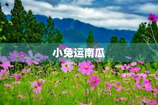 小兔运南瓜 小兔运南瓜