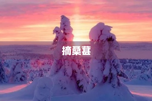 摘桑葚 摘桑葚
