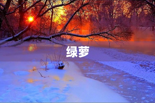 绿萝 绿萝