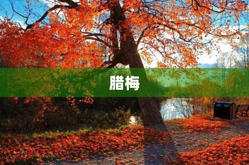 腊梅