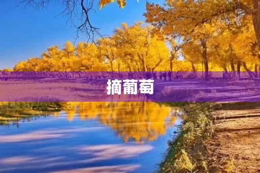 摘葡萄 摘葡萄