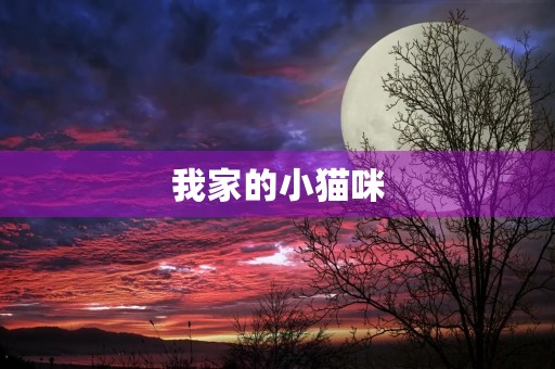 我家的小猫咪 我家的小猫咪