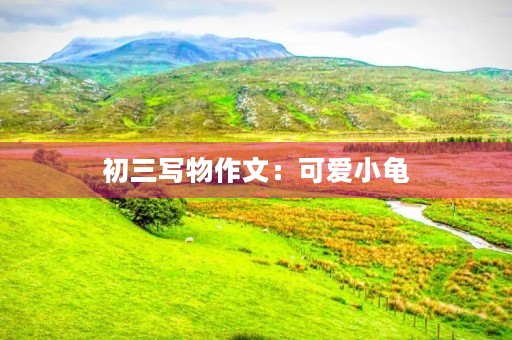 初三写物作文：可爱小龟