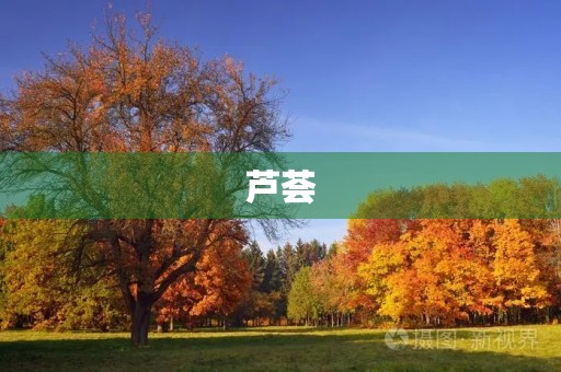 芦荟 芦荟