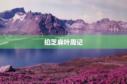 掐芝麻叶周记 掐芝麻叶周记