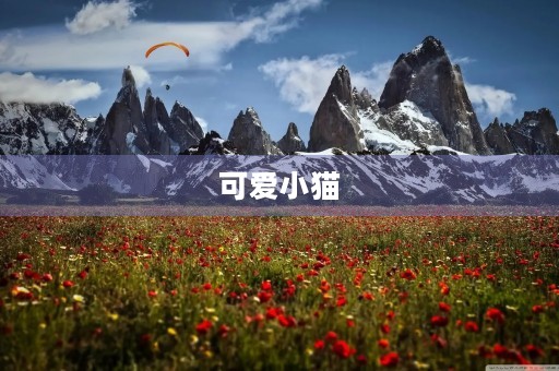 可爱小猫 可爱小猫