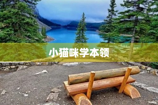 小猫咪学本领