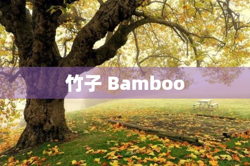 竹子 Bamboo