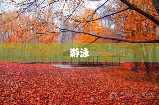 游泳 游泳