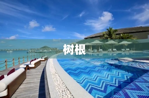 树根 树根