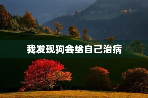 我发现狗会给自己治病