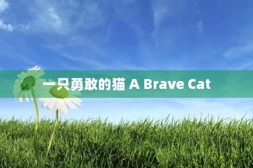 一只勇敢的猫 A Brave Cat