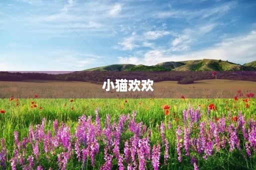 小猫欢欢 小猫欢欢