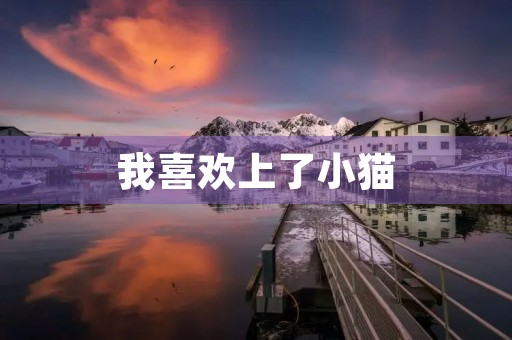 我喜欢上了小猫 我喜欢上了小猫