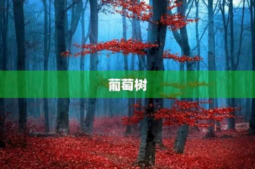 葡萄树 葡萄树