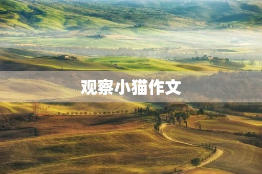 观察小猫作文 观察小猫作文