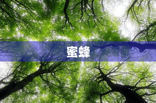 蜜蜂 蜜蜂