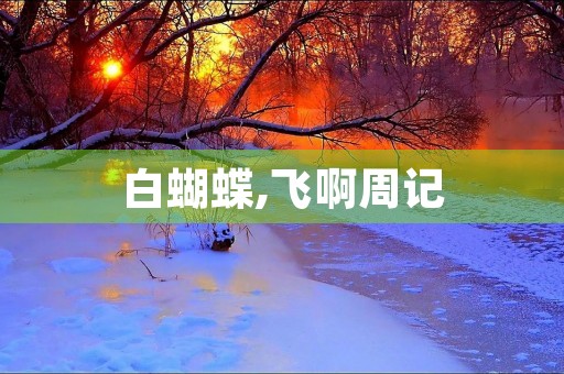 白蝴蝶,飞啊周记