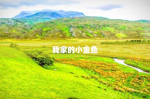我家的小金鱼 我家的小金鱼