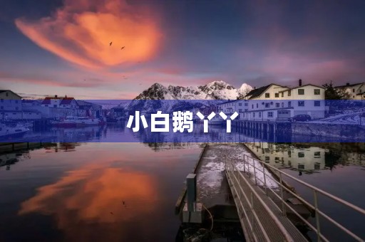 小白鹅丫丫 小白鹅丫丫