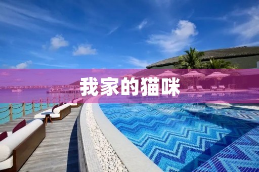 我家的猫咪