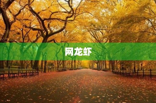 网龙虾