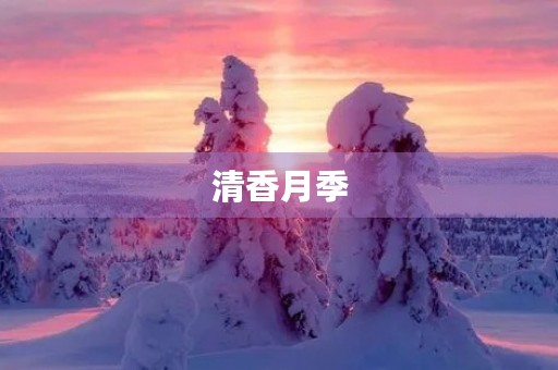 清香月季 清香月季
