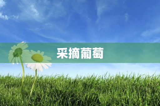 采摘葡萄 采摘葡萄